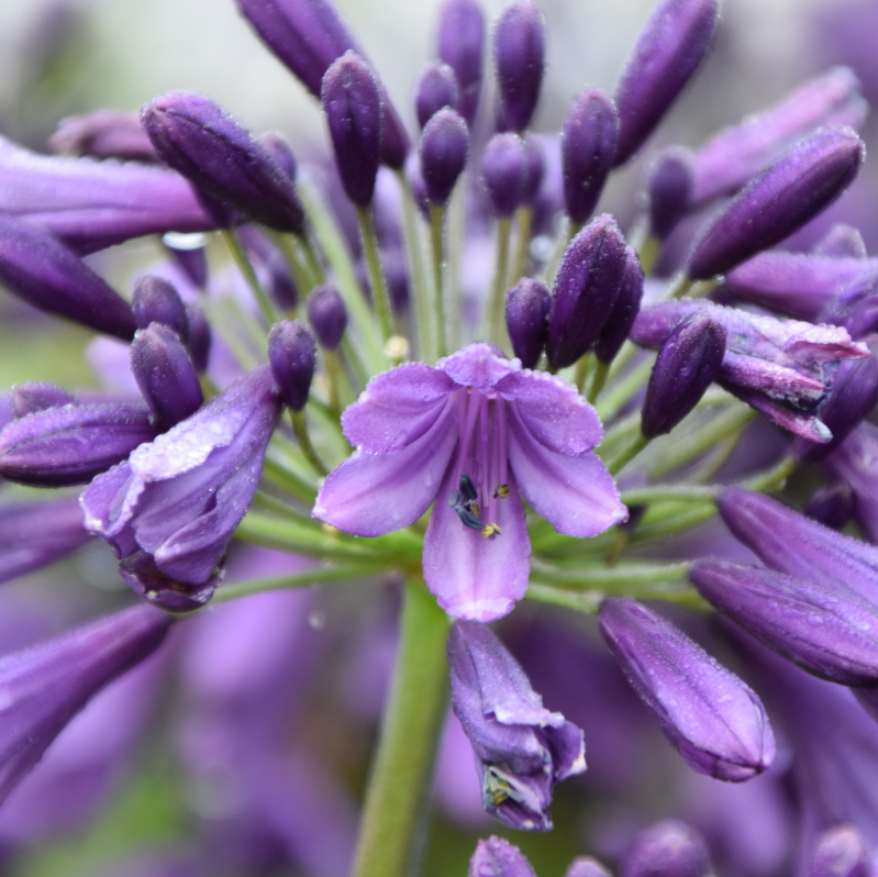 [AGPPURP] Agapanthus 'Poppin Purple' (pot19)