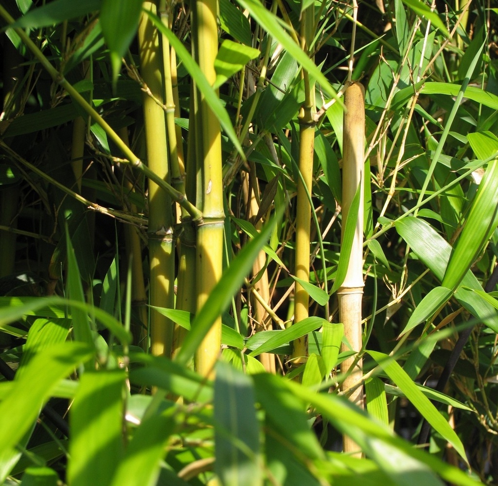 [PHASPEC] Phyllostachys aureosulcata 'Spectabilis' (—, pot 25l 175/200cm)
