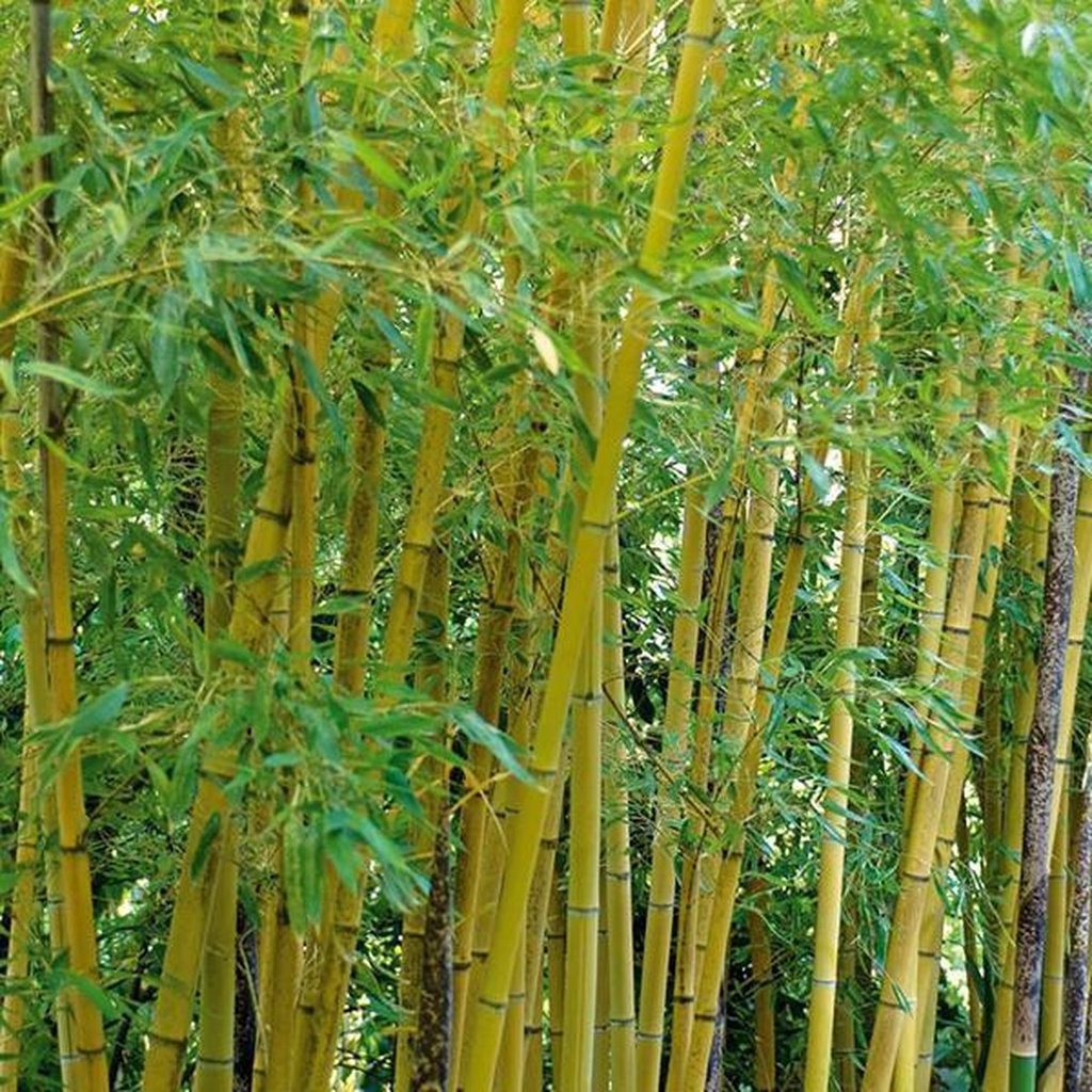 [PHAUREA] Phyllostachys aurea (—, pot 35l 250/300cm)
