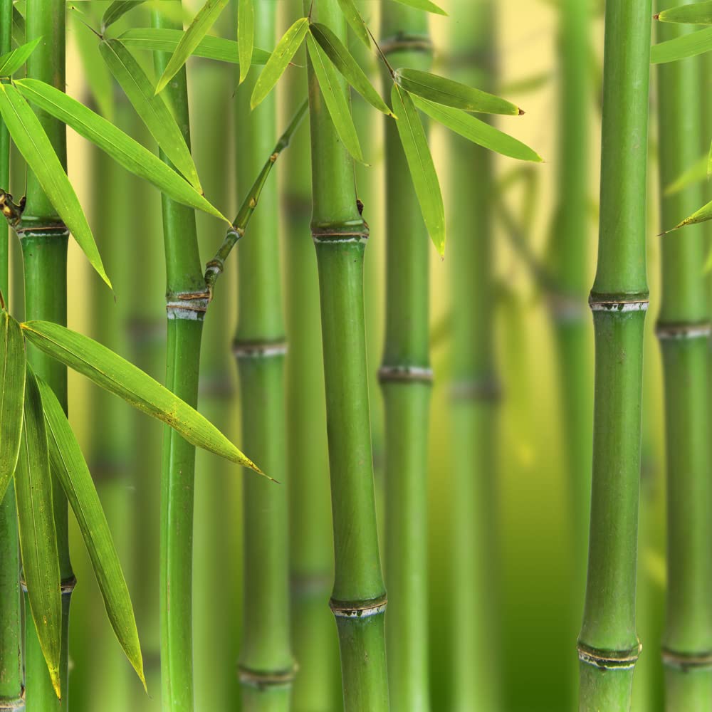 [PHBISSE] Phyllostachys bissettii (—, pot 25l 175/200cm)