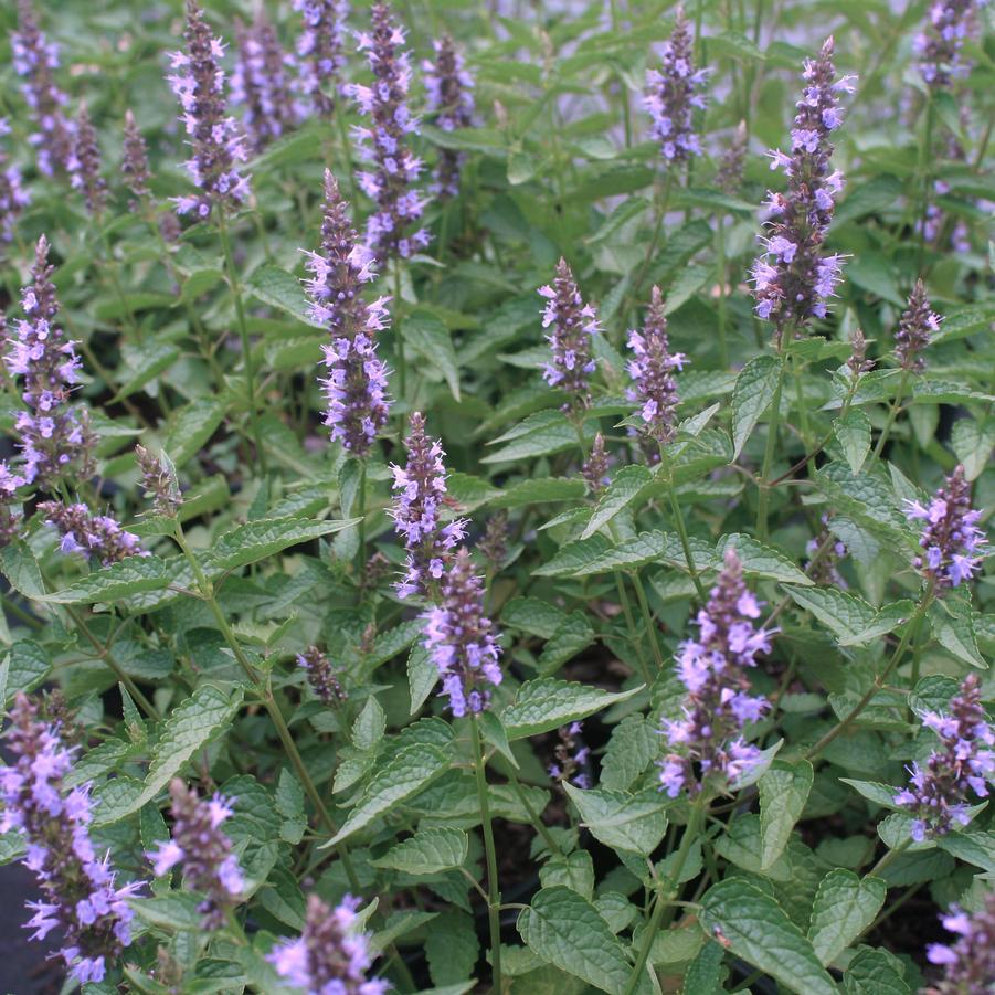[AGRLADD] Agastache rugosa 'Little Adder' (pot   9cm)