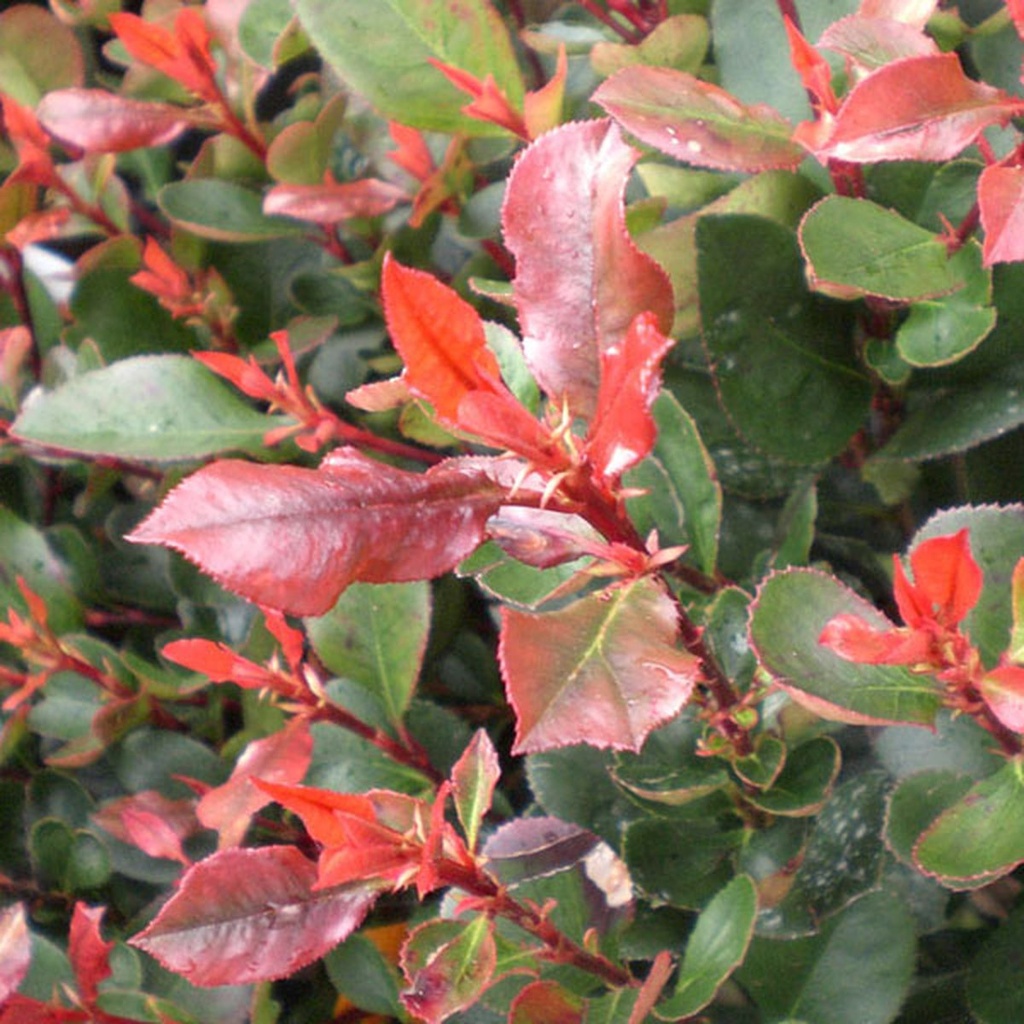 [PHFCAMI] Photinia fraseri 'Camilvy' (30/40cm, pot   2L)