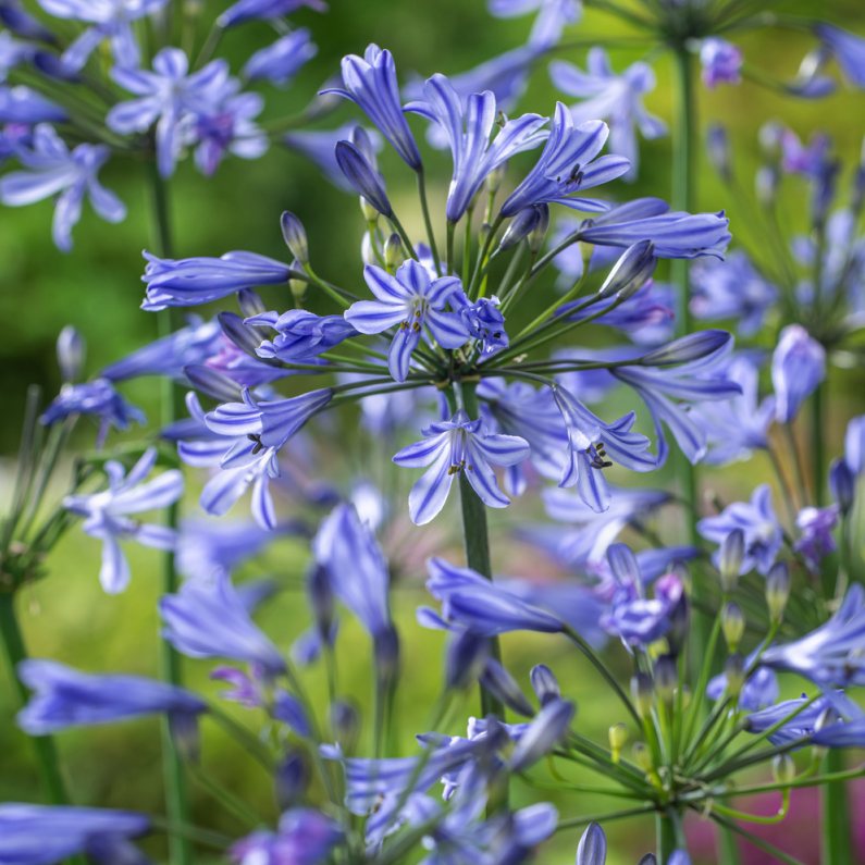 [AGSCASA] Agapanthus 'Su Casa' (pot17)