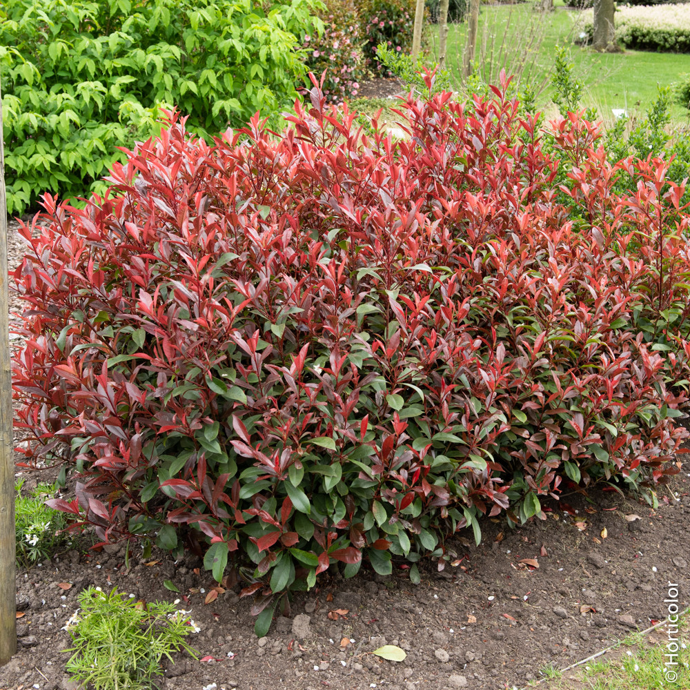 [PHFCROU] PHOTINIA (tige, 90cm, pot 10L)