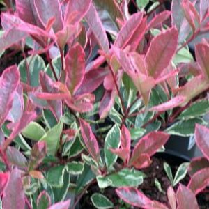 [PHFPMAR] Photinia fraseri 'Pink Marble' (—, pot 25l stam 90cm)