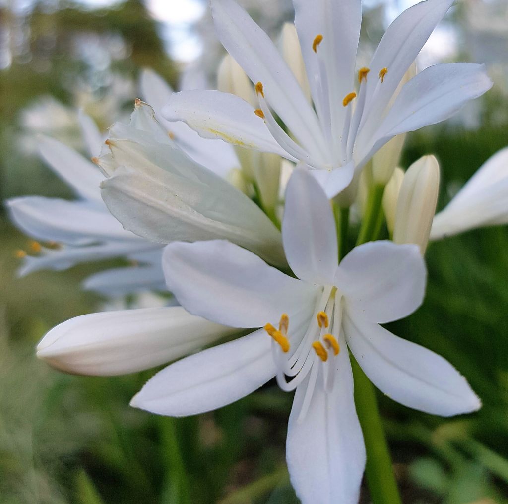 AGAPANTHE