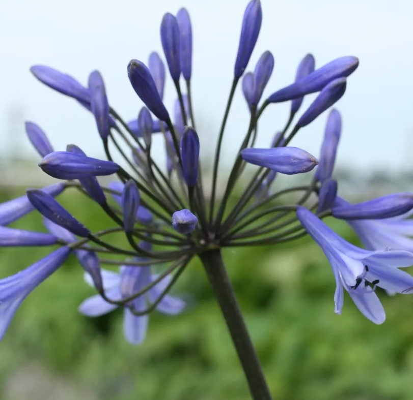 [AGSUNF] Agapanthus 'Sunfield' (pot   5L)