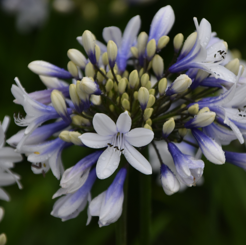 [AGTWIST] Agapanthus 'Twister' (pot   5L)
