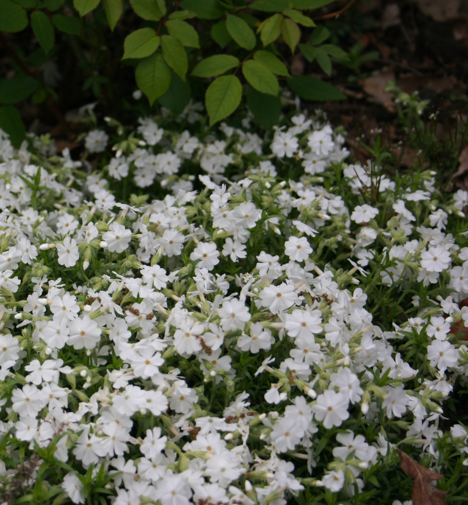 Phlox (S) 'Maischnee'