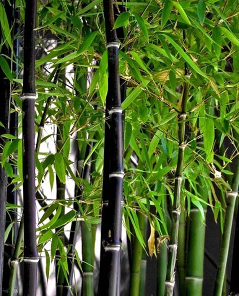 [PHNIGRA] Phyllostachys nigra (—, pot 18l 200/250cm)