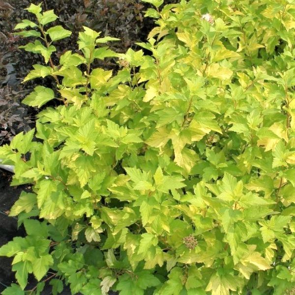 [PHODGOL] Physocarpus opulif. 'Darts Gold' (30/40cm, pot   3L)