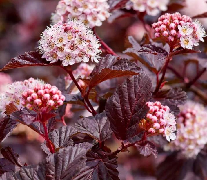 [PHOLIRE] PHYSOCARPE (80/100cm, pot 7.5L)