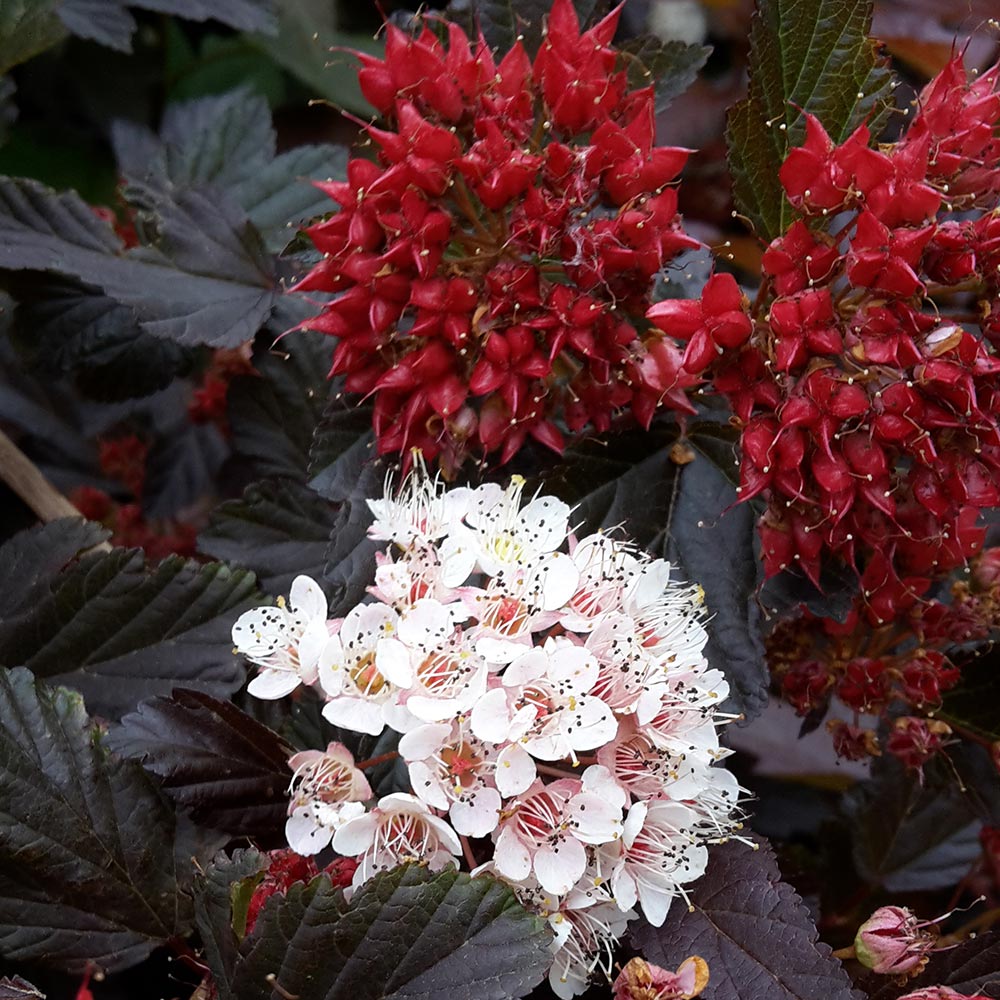 [PHORBAR] Physocarpus opulif. 'Red Baron' (—, pot 5L)