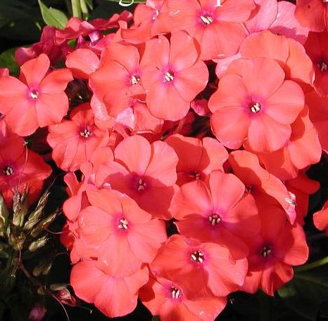 PHLOX