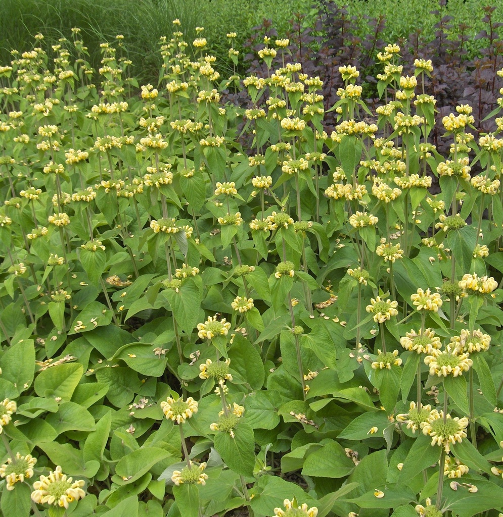 Phlomis russeliana