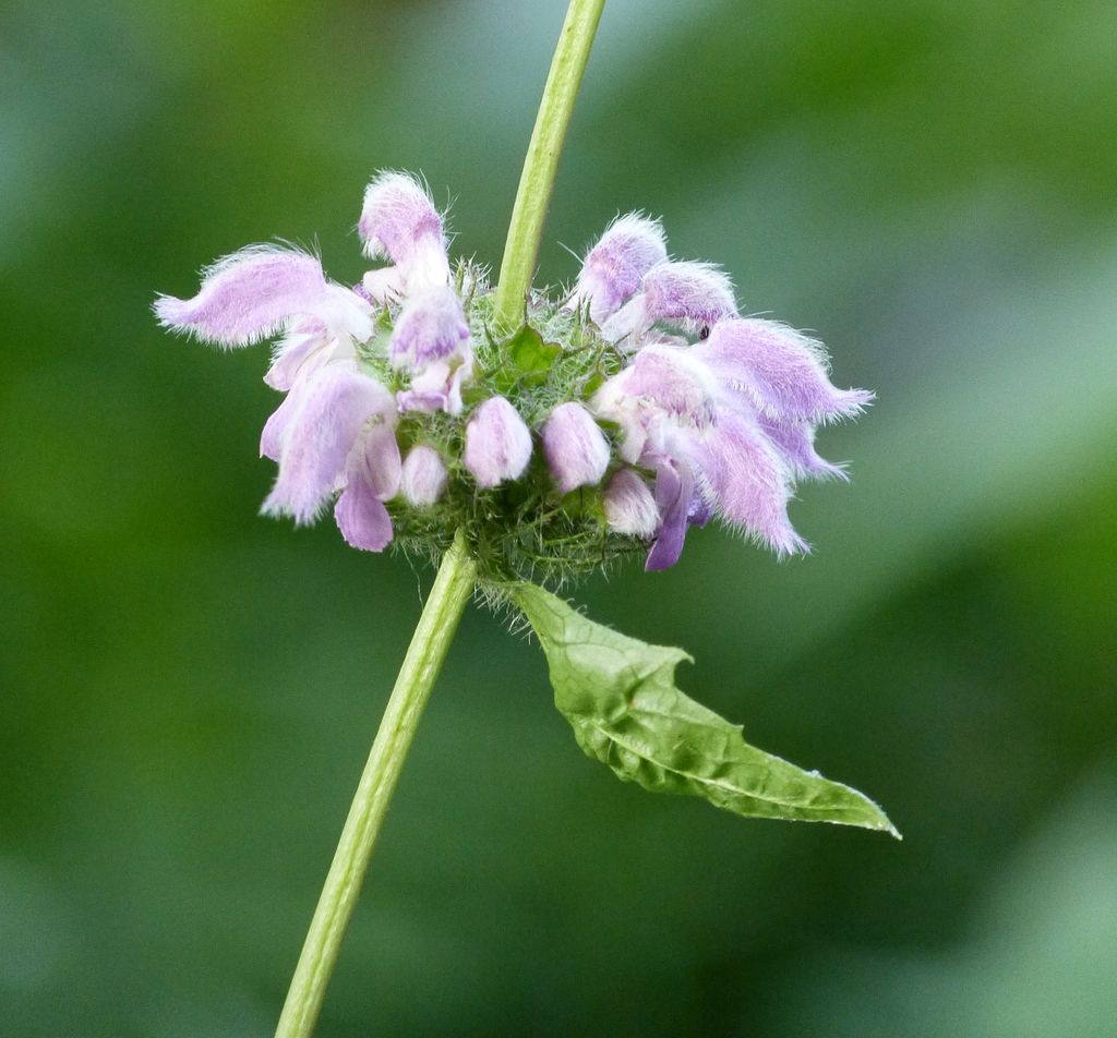 Phlomis tuberosa
