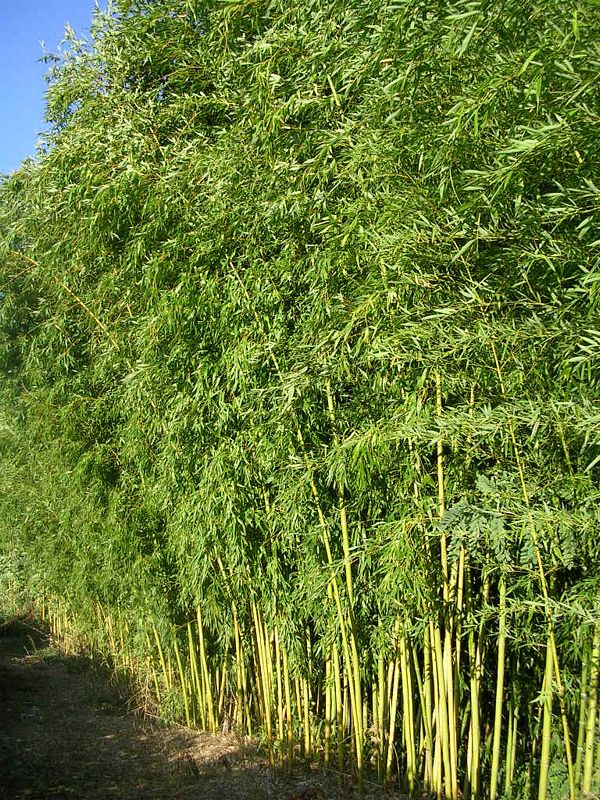 [PHVGLAU] Phyllostachys viridiglaucescens (pot 45l 200/250cm)
