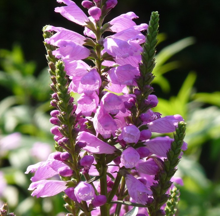 Physostegia virginiana