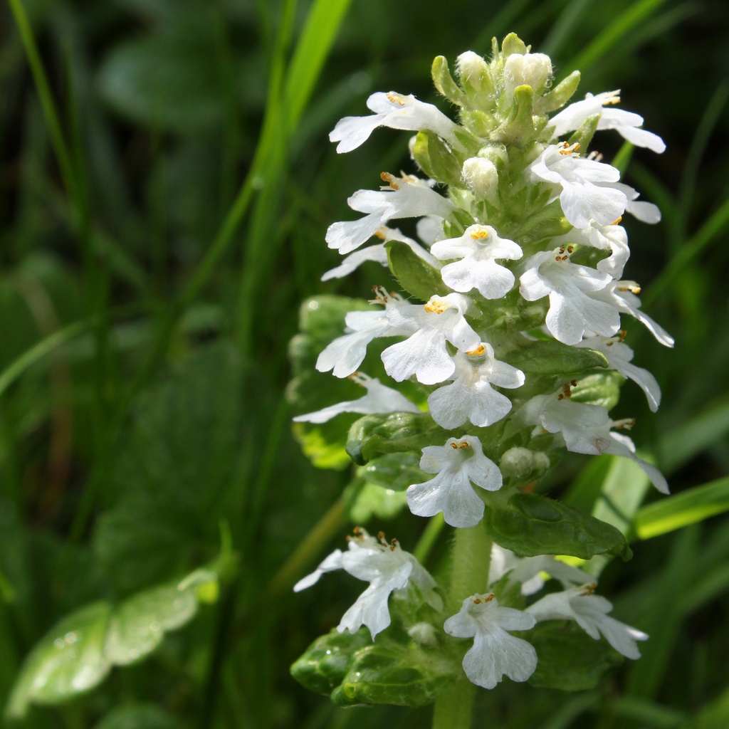 [AJRALBA] Ajuga reptans 'Alba'