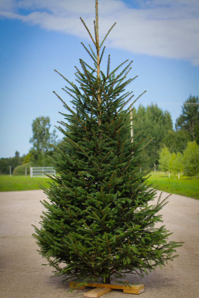 [PIABIES] Picea abies (80/100cm, pot  10L)