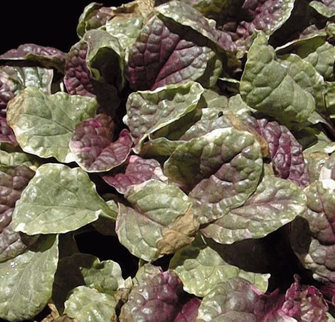 [AJRBGLO] Ajuga reptans 'Burgundy Glow' (pot   9cm)