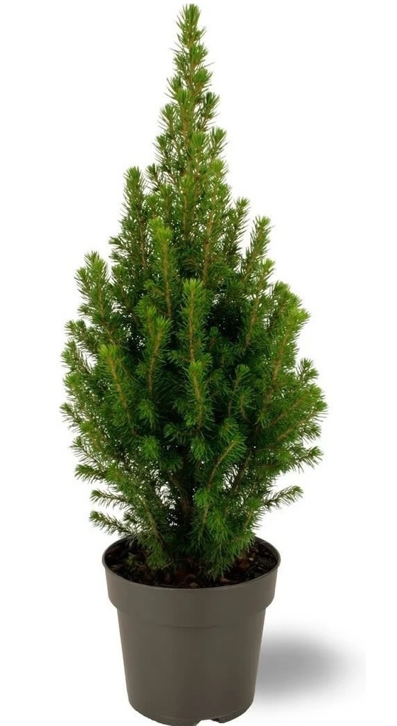 [PIGDEC] Picea glauca 'December' KERSTBOOM (—, pot19  70cm)