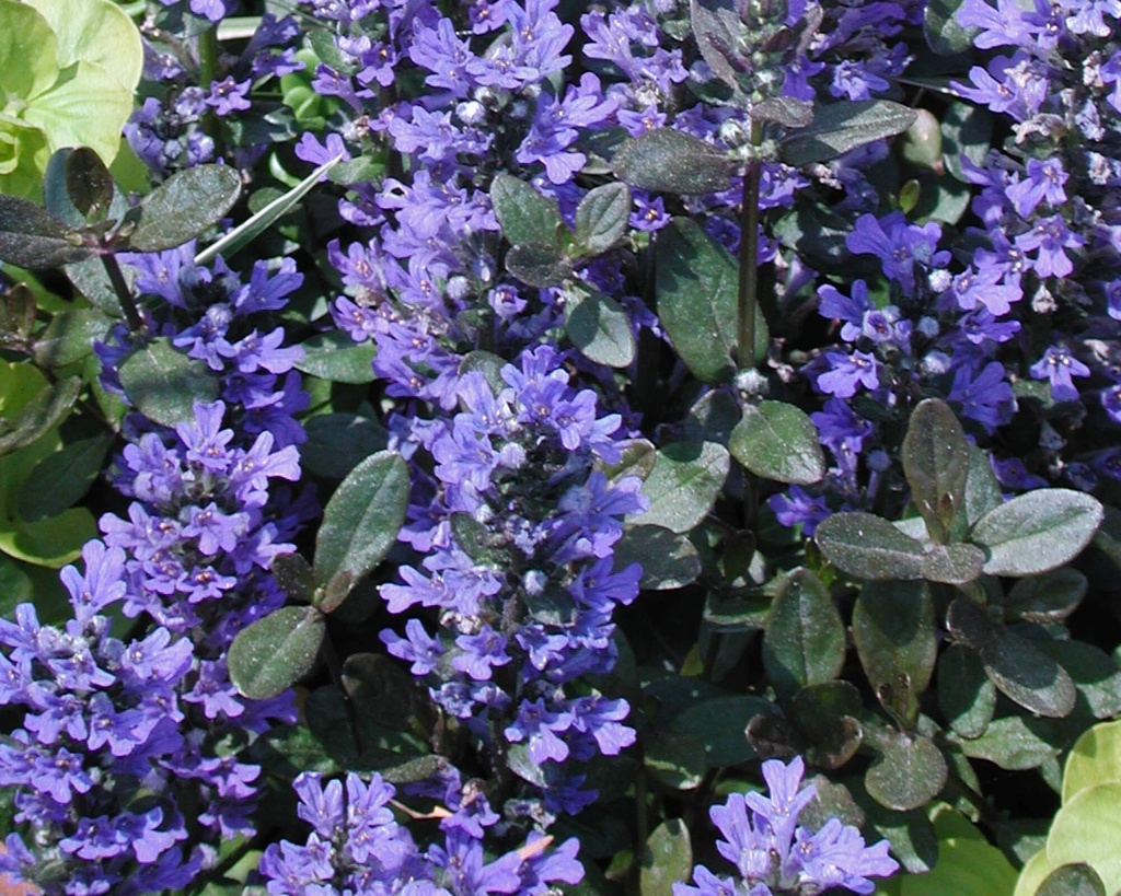 [AJRCCHI] Ajuga reptans 'Chocolate Chips' (pot   9cm)