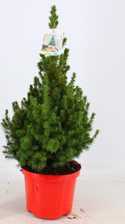 [PIGCONI] Picea glauca 'Conica' (—, pot17 50cm)
