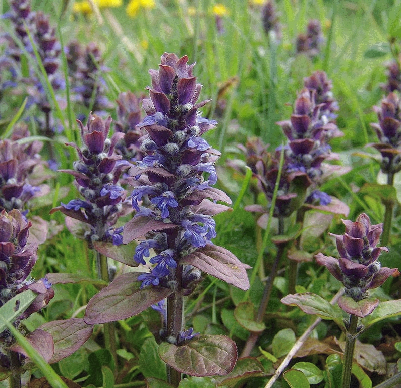 [AJREPTA] Ajuga reptans