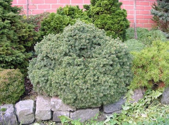 [PIGECHI] Picea glauca 'Echiniformis' (pot 3l 10/20cm)