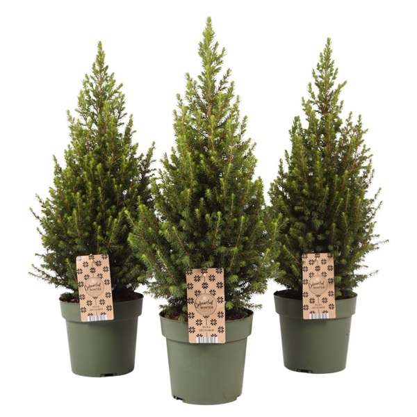 [PIGMAG] Picea glauca 'Magnifique' KERSTBOOM