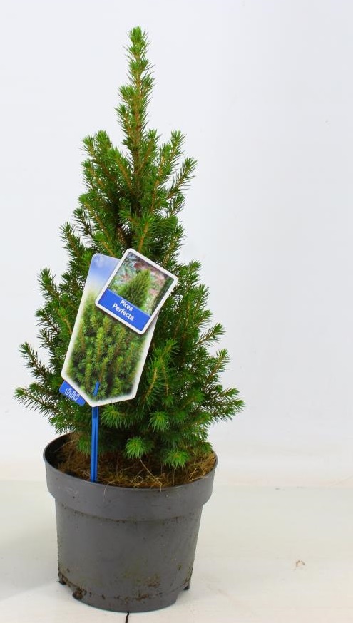 [PIGPERF] Picea glauca 'Perfecta' KERSTBOOM (—, pot15  50cm)