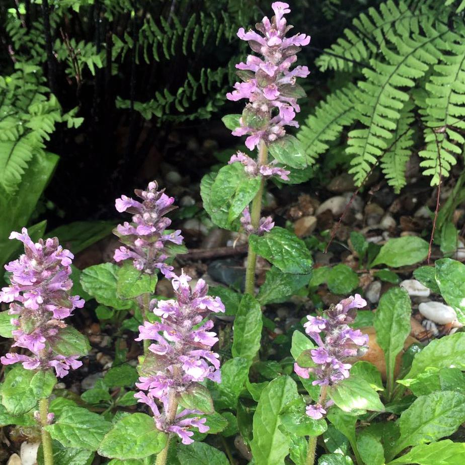 [AJRROSE] Ajuga reptans 'Rosea'
