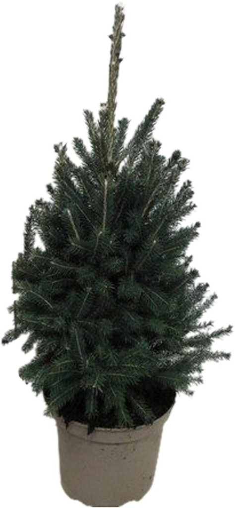 [PIGSGRE] Picea glauca 'Super Green' KERSTBOOM
