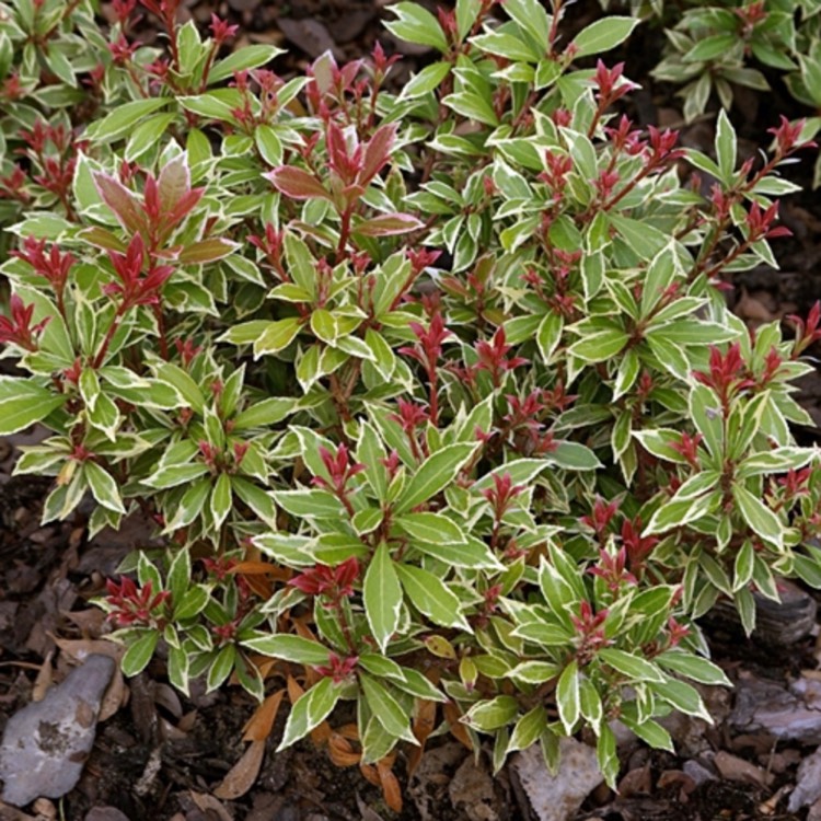 [PIJLHEA] ANDROMÈDE (30/40cm, pot 4.5L)
