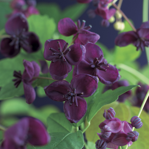 [AKQUINA] Akebia quinata (baton, 75cm, pot 2.25L)
