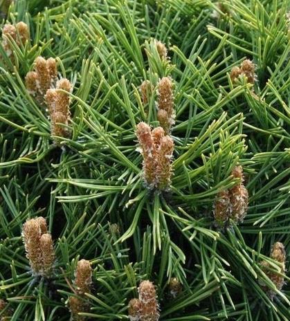 [PIMBENJ] Pinus mugo 'Benjamin' (GD) (35/40cm, pot 12L)