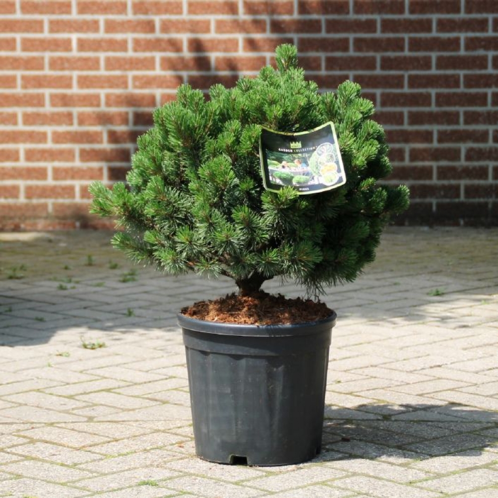 [PIMPUMU] Pinus mugo 'Pumuckel' (40/60cm, pot  18L)