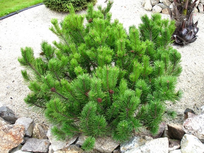[PIMPUMI] PIN DE MONTAGNE (40/60cm, pot 12L)