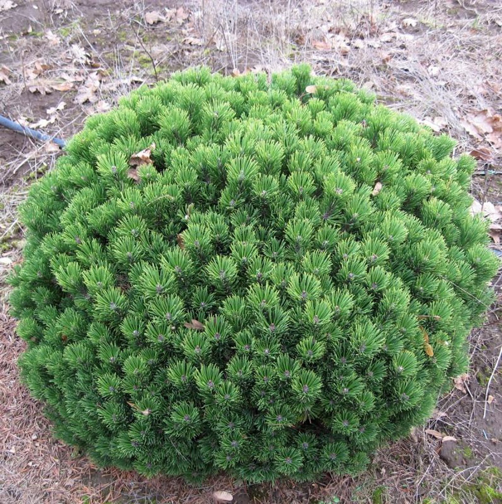 [PIMSCOM] PIN DE MONTAGNE (30/40cm, pot 12L)