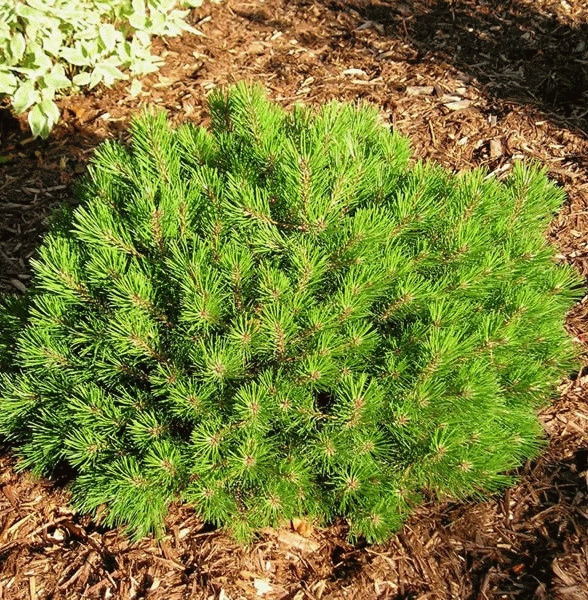 [PINAUST] PIN D'AUTRICHE (cépée, 200/250cm, pot 150L)