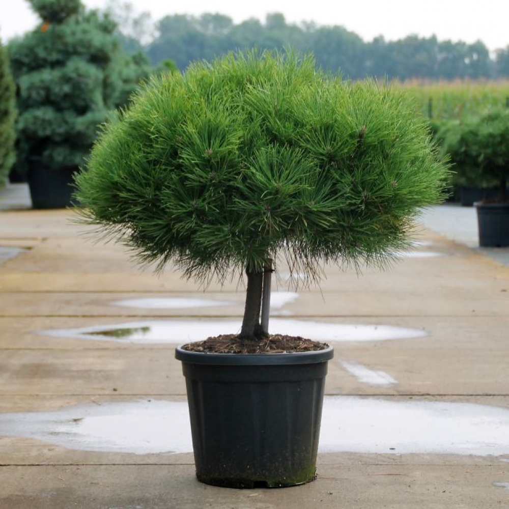 [PINBREP] Pinus nigra 'Brepo' (—, 40/50cm, pot  18L)