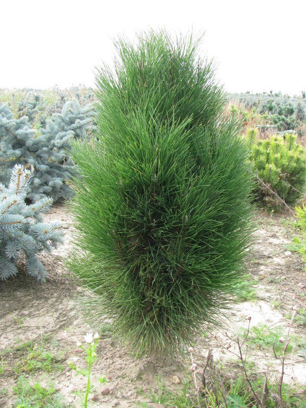 [PINGTOW] Pinus nigra 'Green Tower' (pot 11l  40/+cm)