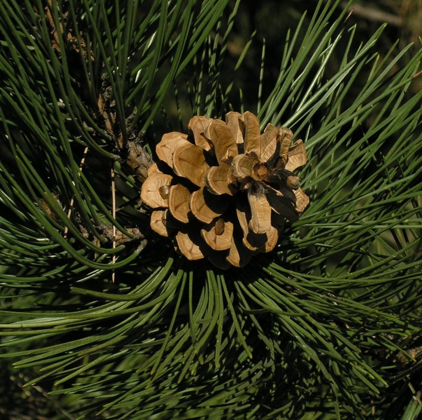 [PINNIGR] Pinus nigra 'Nigra' (stam 110cm, 12/14, pot  70L)