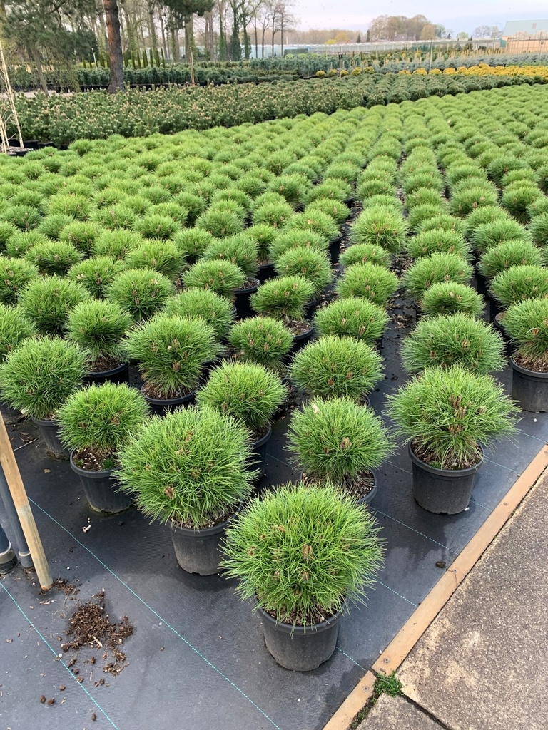 [PINMBRE] Pinus nigra 'Marie Bregeon' (—, —, pot 12L 35/40cm)