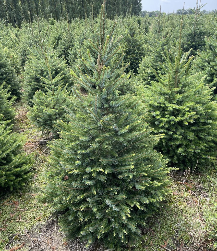 [PIOMORI] Picea omorika KERSTBOOM (150/175cm, pot)