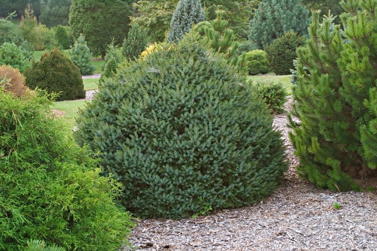 [PIONANA] Picea omorika 'Nana' (—, 25/30cm)