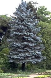 [PIPGLAU] Picea pungens 'Glauca' (100-150cm breed, 175/200cm, draadkluit)