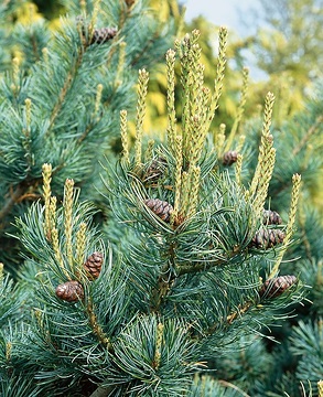 [PIPKDAM] Pinus parviflora 'Kusu Dama'