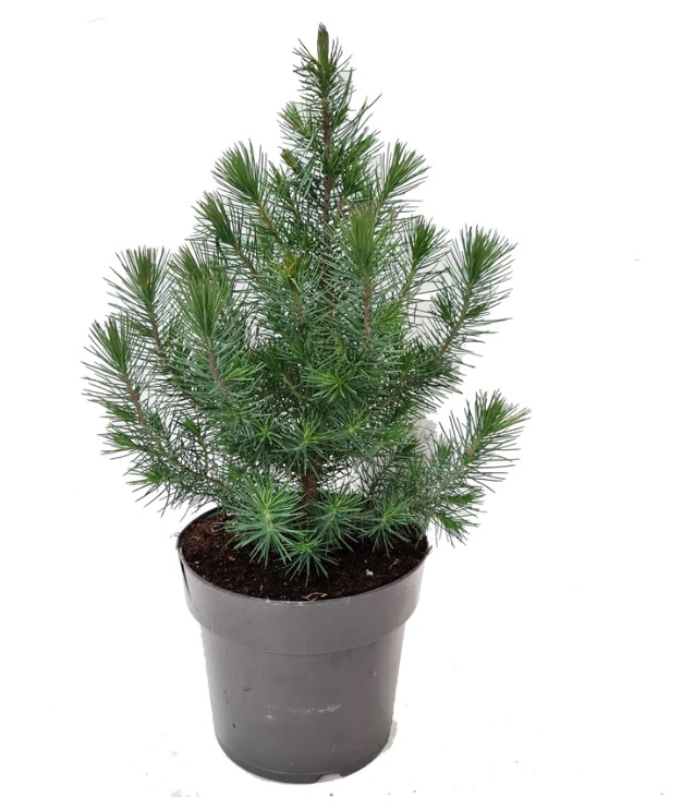 [PIPSCRE] Picea pinea 'Silver Crest' (pot  10.5cm)